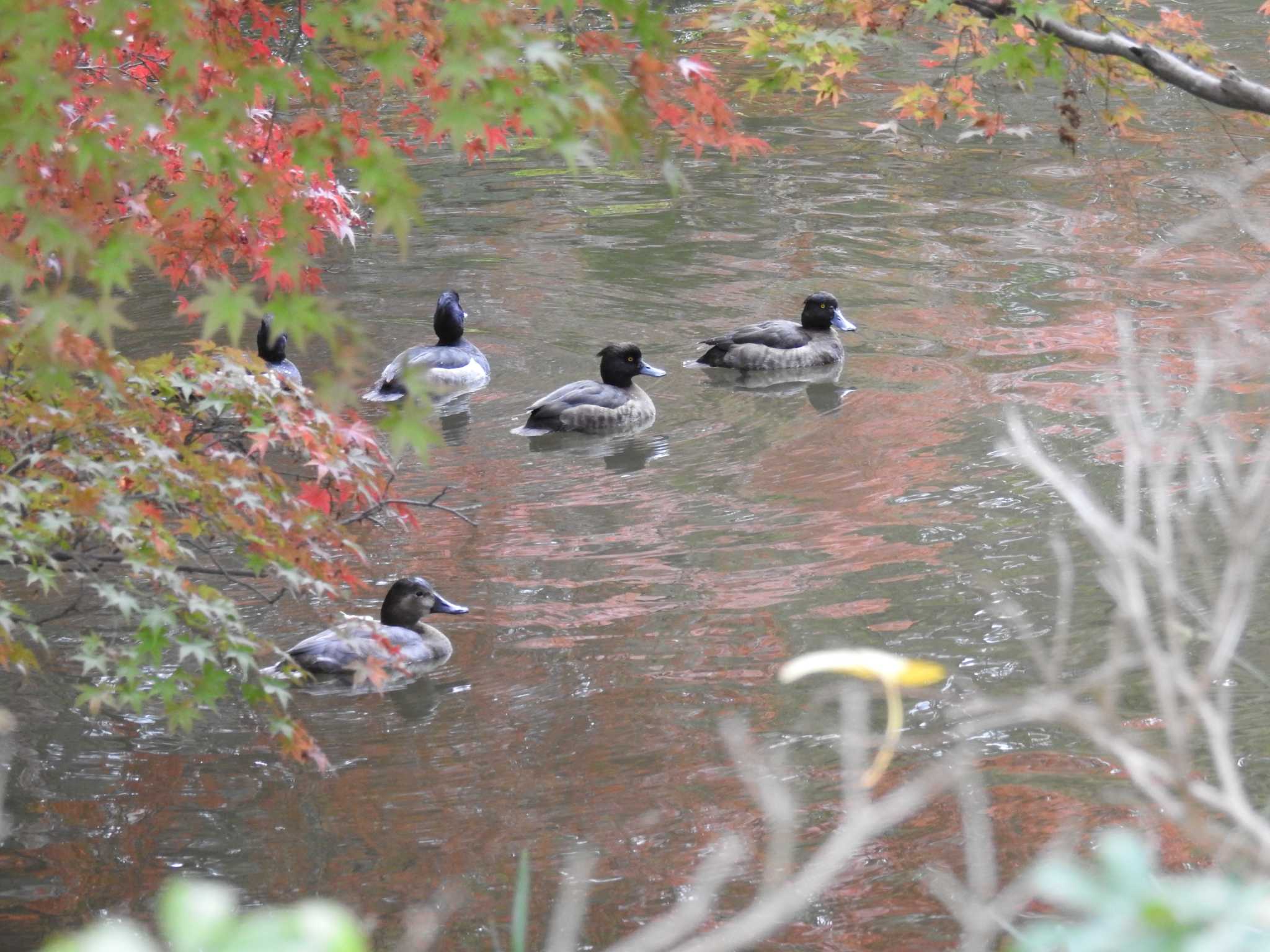 Tufted Duck