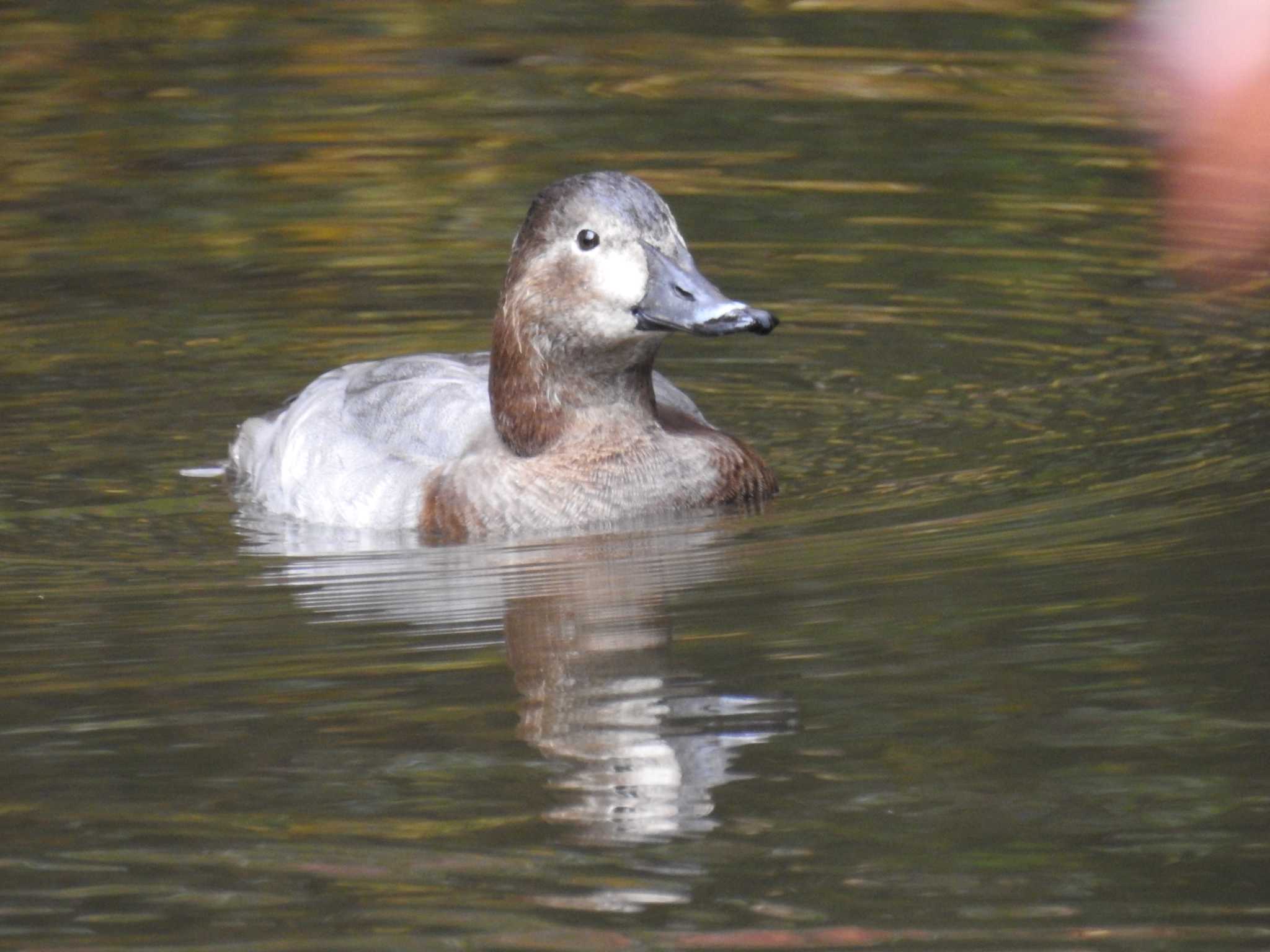 Common Pochard