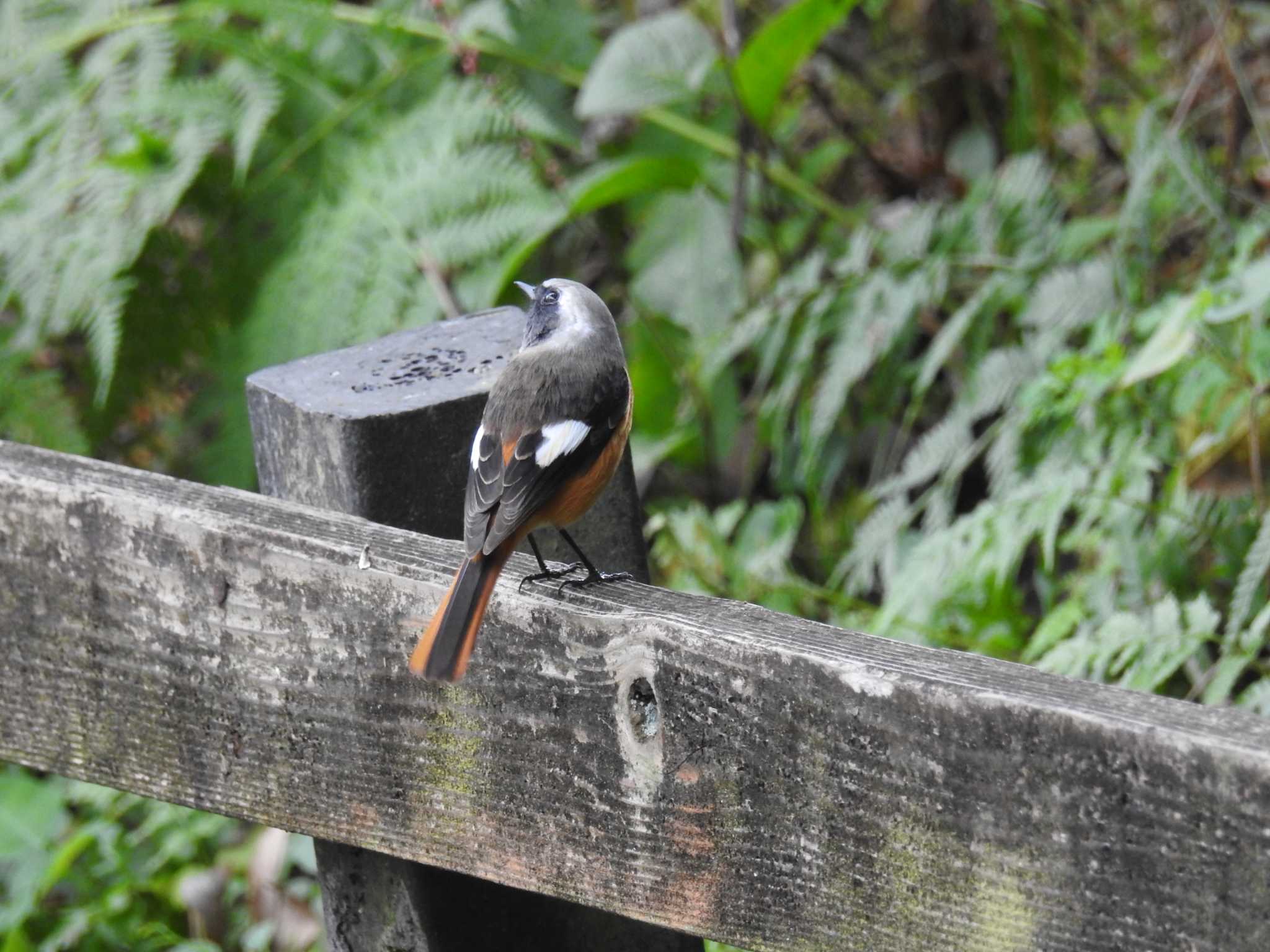 Daurian Redstart