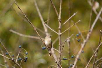 2023年11月24日(金) 各務野自然遺産の森の野鳥観察記録