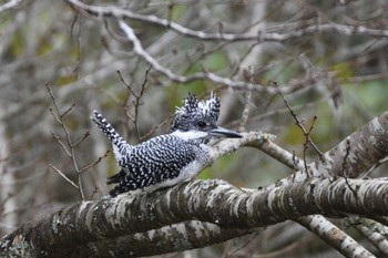 Crested Kingfisher 曲渕ダム Sat, 11/25/2023