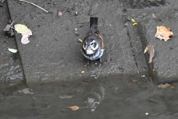 ツグミ 秋ヶ瀬公園 2023年11月25日(土)