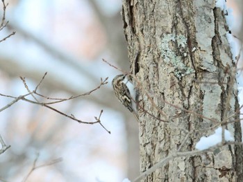 キバシリ 西岡公園(西岡水源地) 2023年11月25日(土)