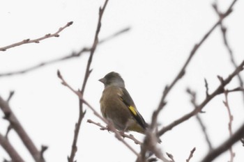 Grey-capped Greenfinch 河口湖小海公園 Sat, 11/25/2023