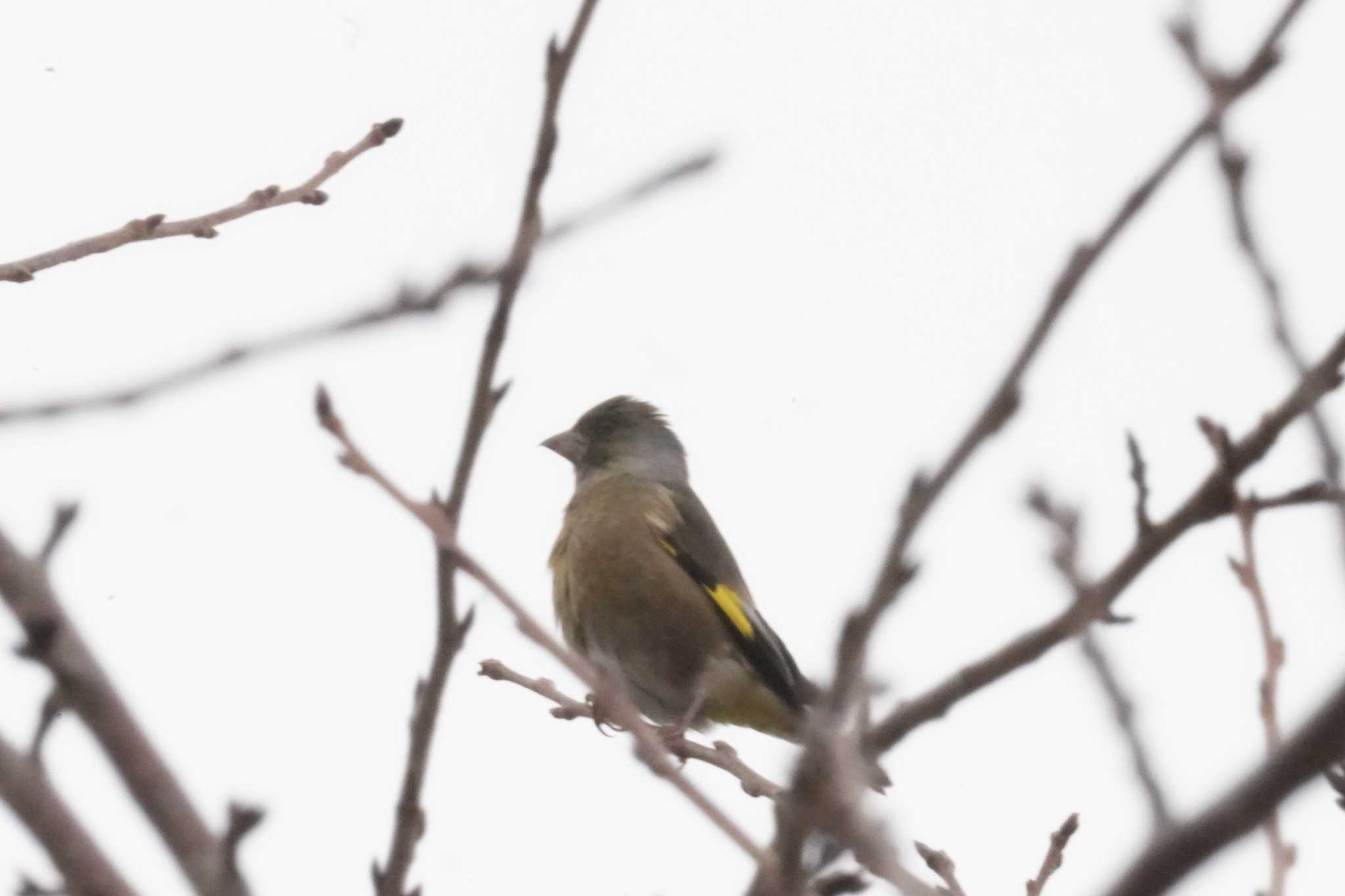 Photo of Grey-capped Greenfinch at 河口湖小海公園 by oyoguneko