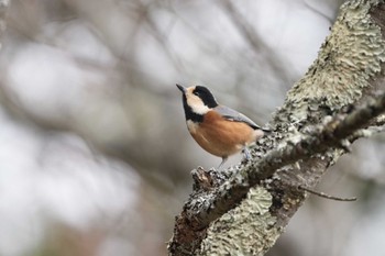 Varied Tit 西湖 Sat, 11/25/2023