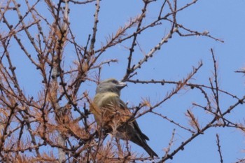 Red Crossbill 創造の森(山梨県) Sat, 11/25/2023