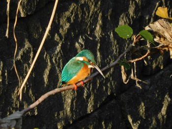 2023年11月25日(土) 妙正寺川の野鳥観察記録