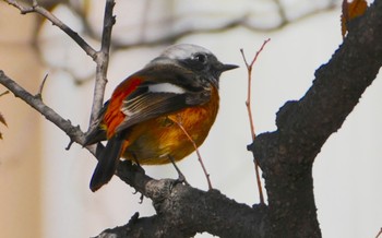 Sat, 11/25/2023 Birding report at 万代池