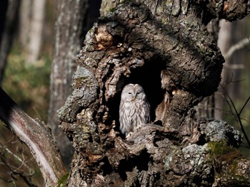 Ural Owl(japonica) 鶴居村 Tue, 11/14/2023