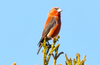 Red Crossbill 紀伊山地 Sat, 11/25/2023