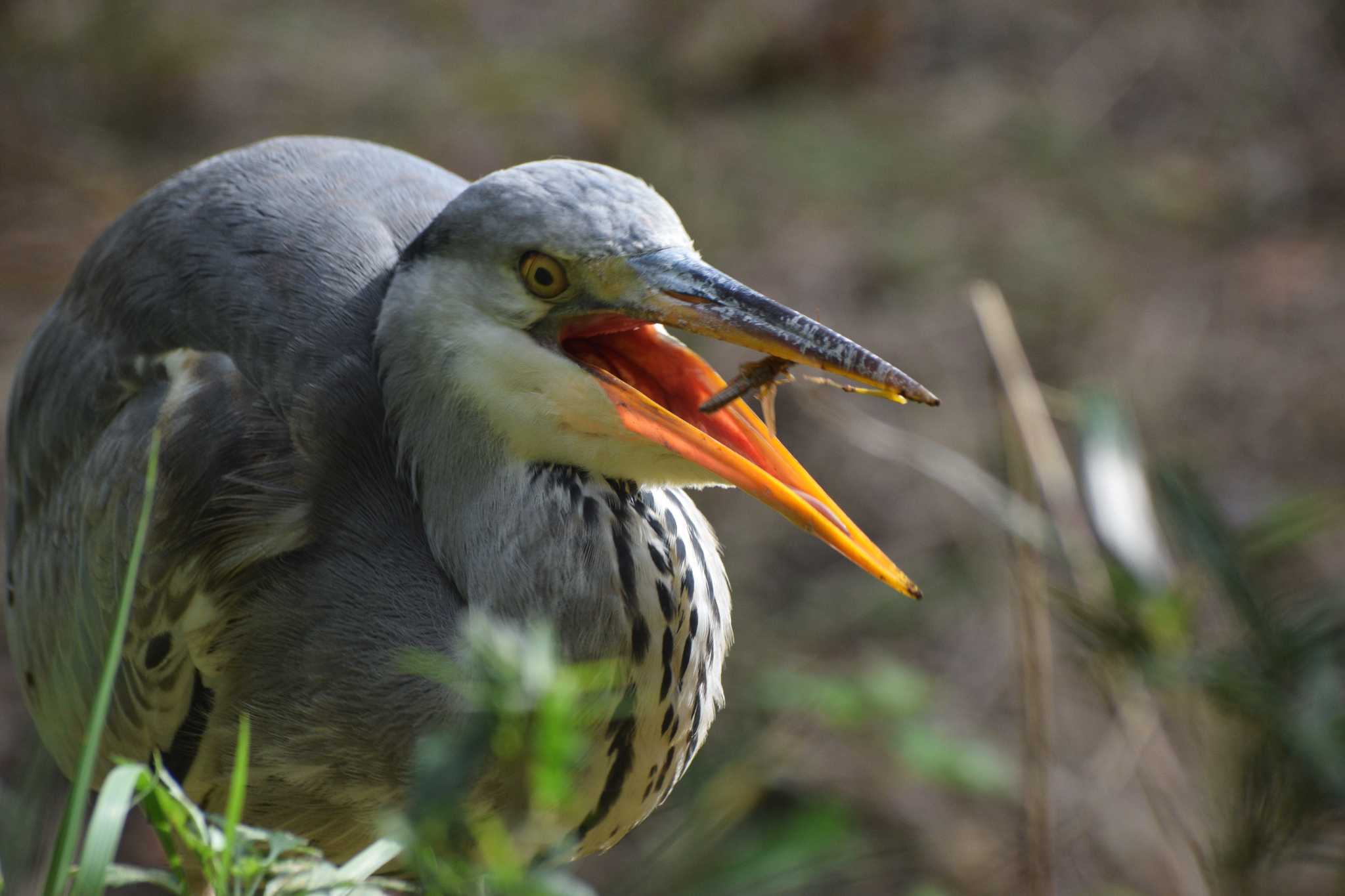 Grey Heron