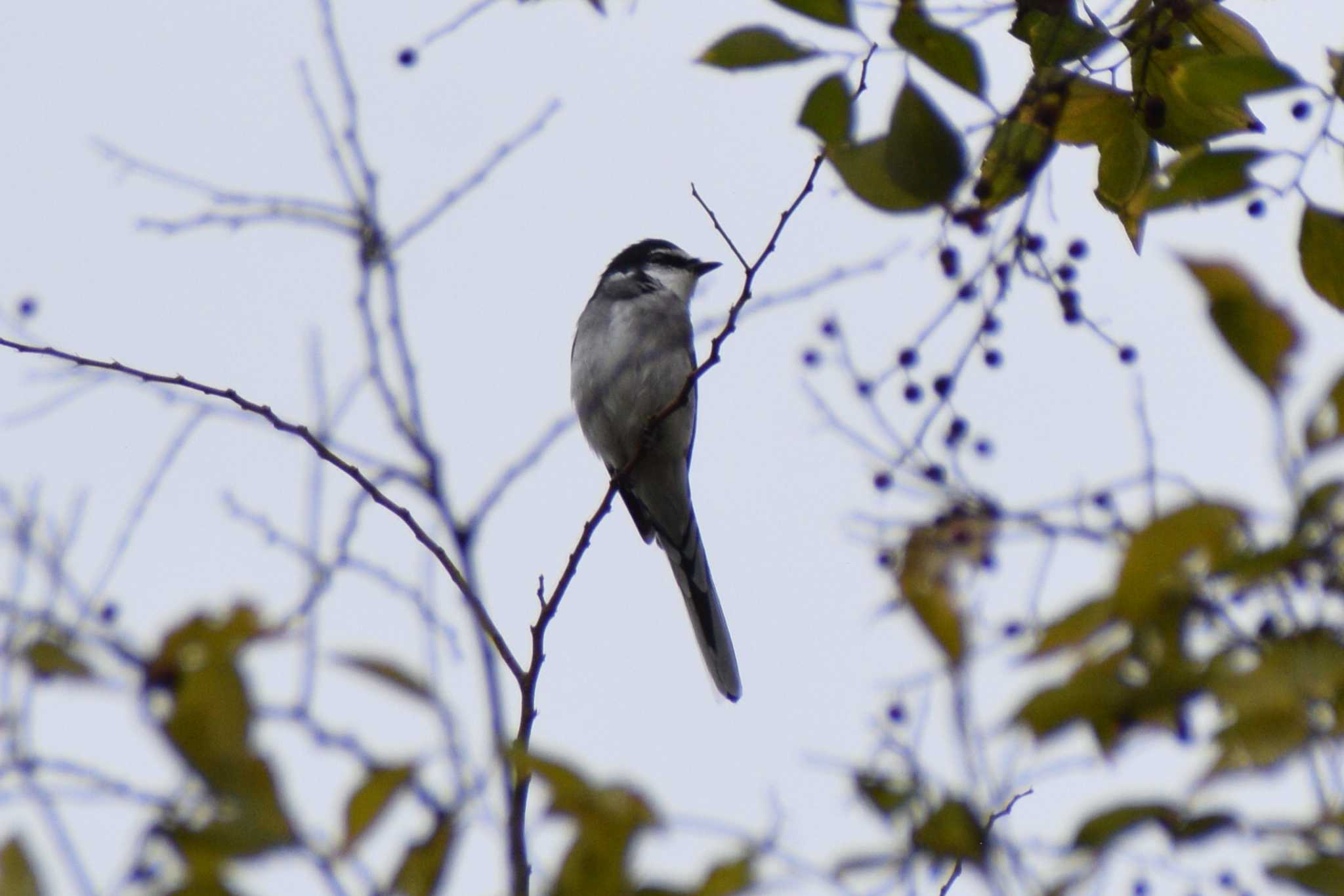 Ryukyu Minivet