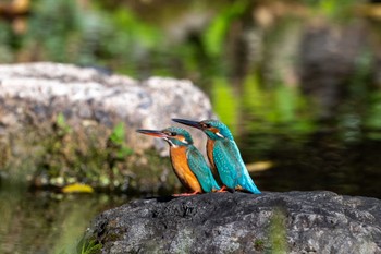 カワセミ 熊本 八景水谷公園 2023年11月25日(土)