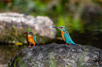 カワセミ 熊本 八景水谷公園 2023年11月25日(土)