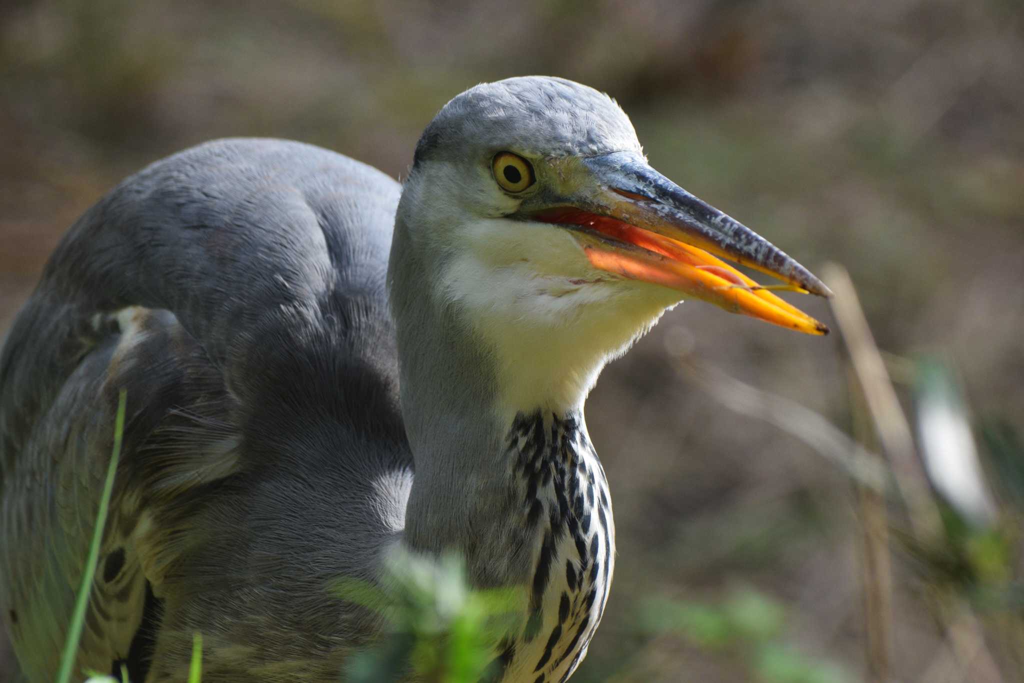 Grey Heron