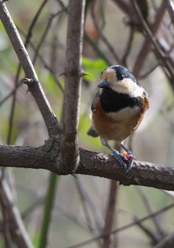 Varied Tit Kitamoto Nature Observation Park Thu, 11/23/2023