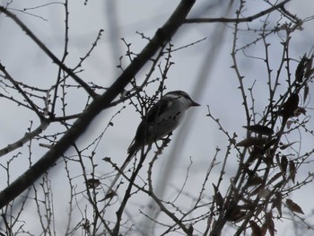 Ryukyu Minivet Higashitakane Forest park Sat, 11/25/2023