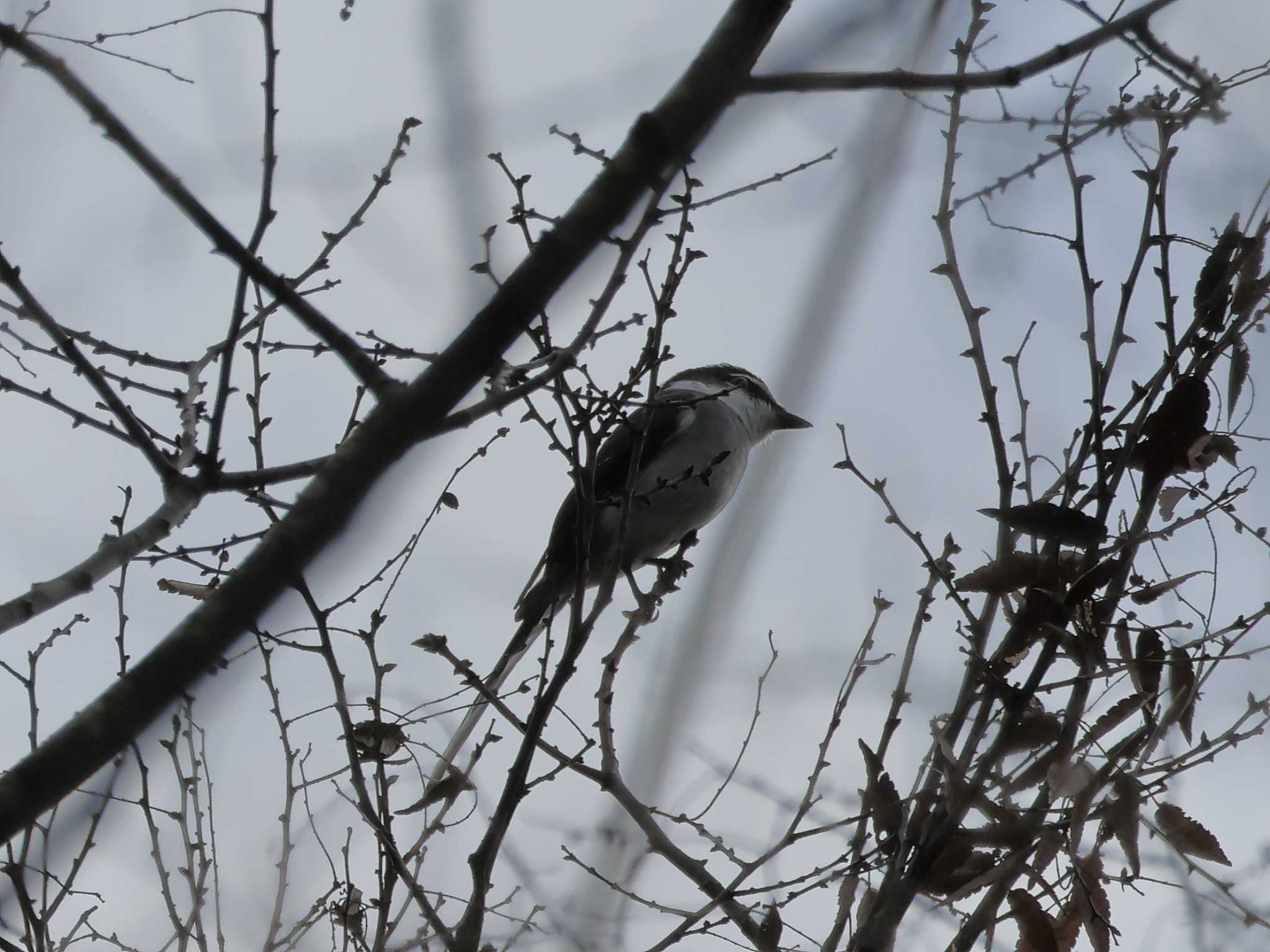 Photo of Ryukyu Minivet at Higashitakane Forest park by ゆづ