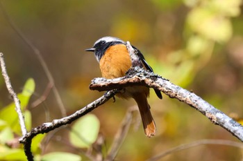 2023年11月25日(土) 早戸川林道の野鳥観察記録