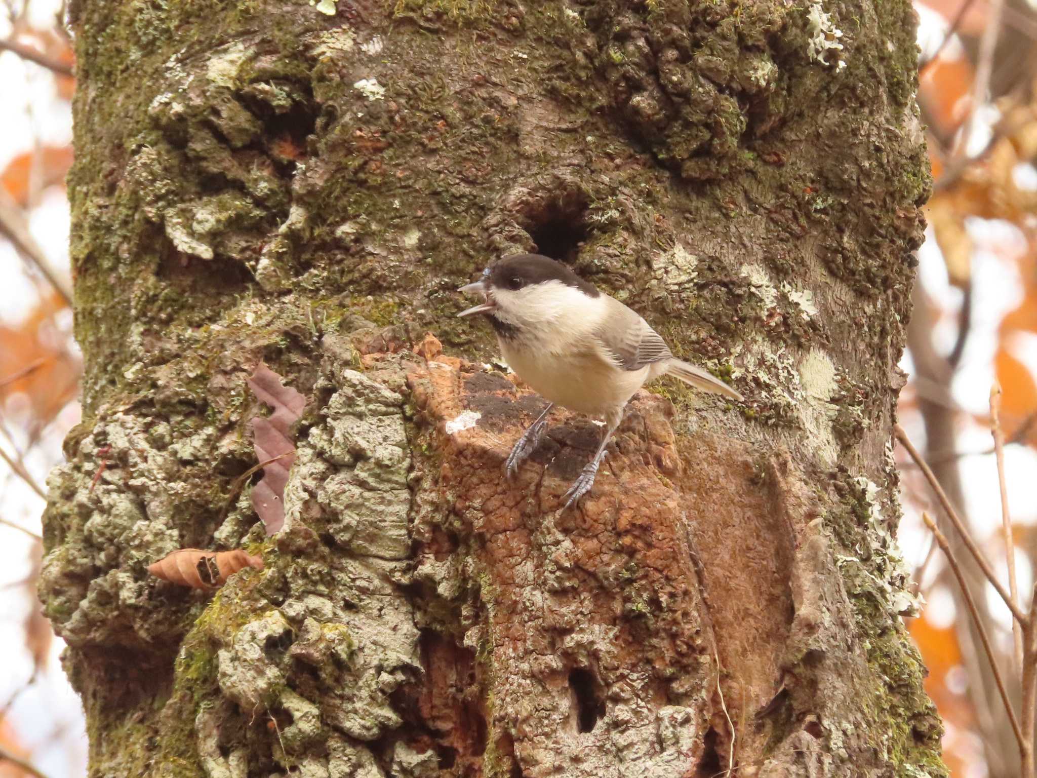 Willow Tit