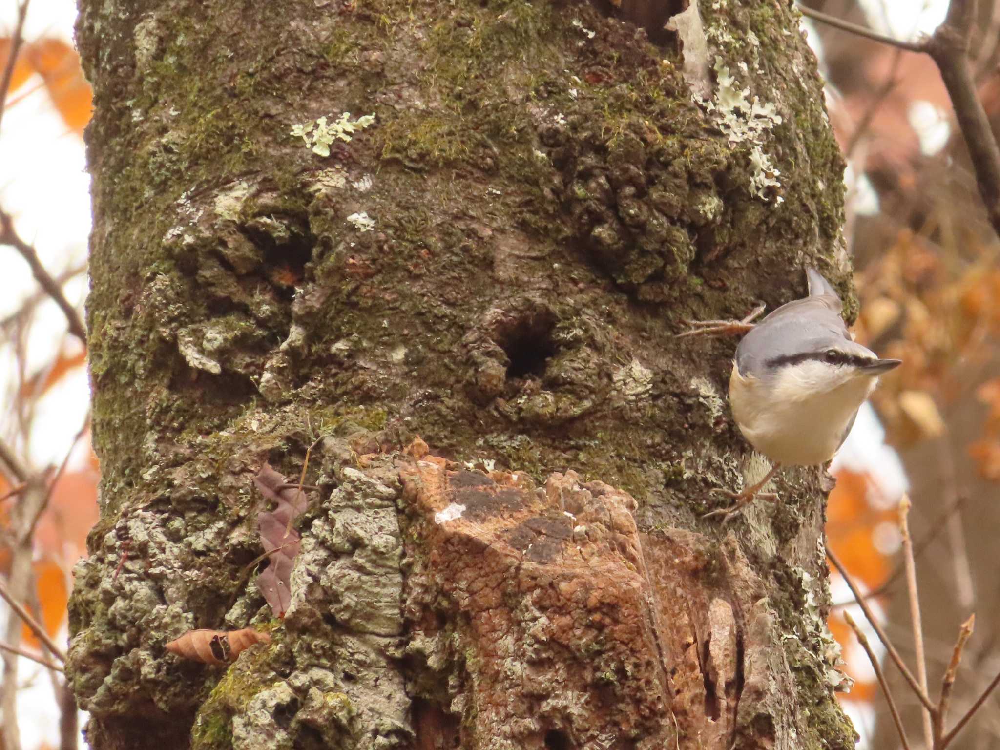 Eurasian Nuthatch