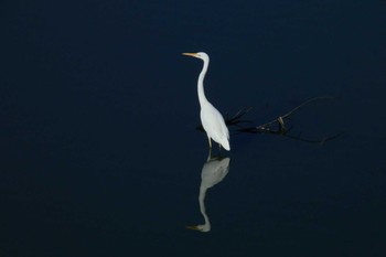 Great Egret 境川遊水地公園 Sun, 11/19/2023