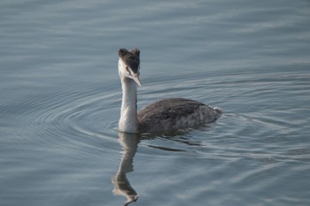 カンムリカイツブリ 葛西臨海公園 2023年11月23日(木)