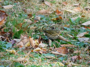 Olive-backed Pipit 狭山市 Sat, 11/25/2023