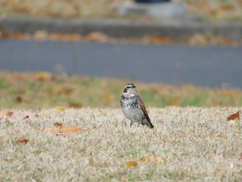 Dusky Thrush 狭山市 Sat, 11/25/2023