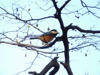 Varied Tit 狭山市 Sat, 11/25/2023