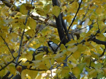 Japanese Tit 下奥富河川敷公園 Sat, 11/25/2023