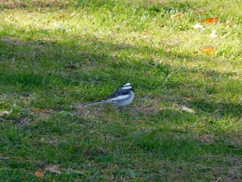 White Wagtail 狭山市 Sat, 11/25/2023