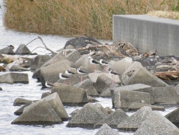 Black-winged Stilt 多摩川河口 Sat, 11/25/2023