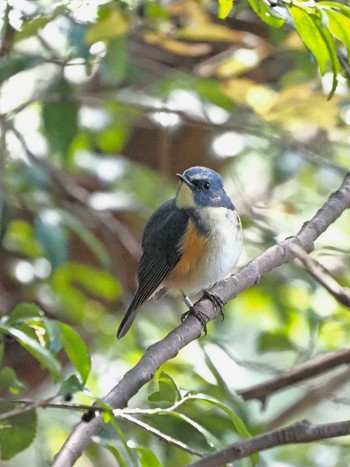 Red-flanked Bluetail 姫路市自然観察の森 Sat, 11/25/2023