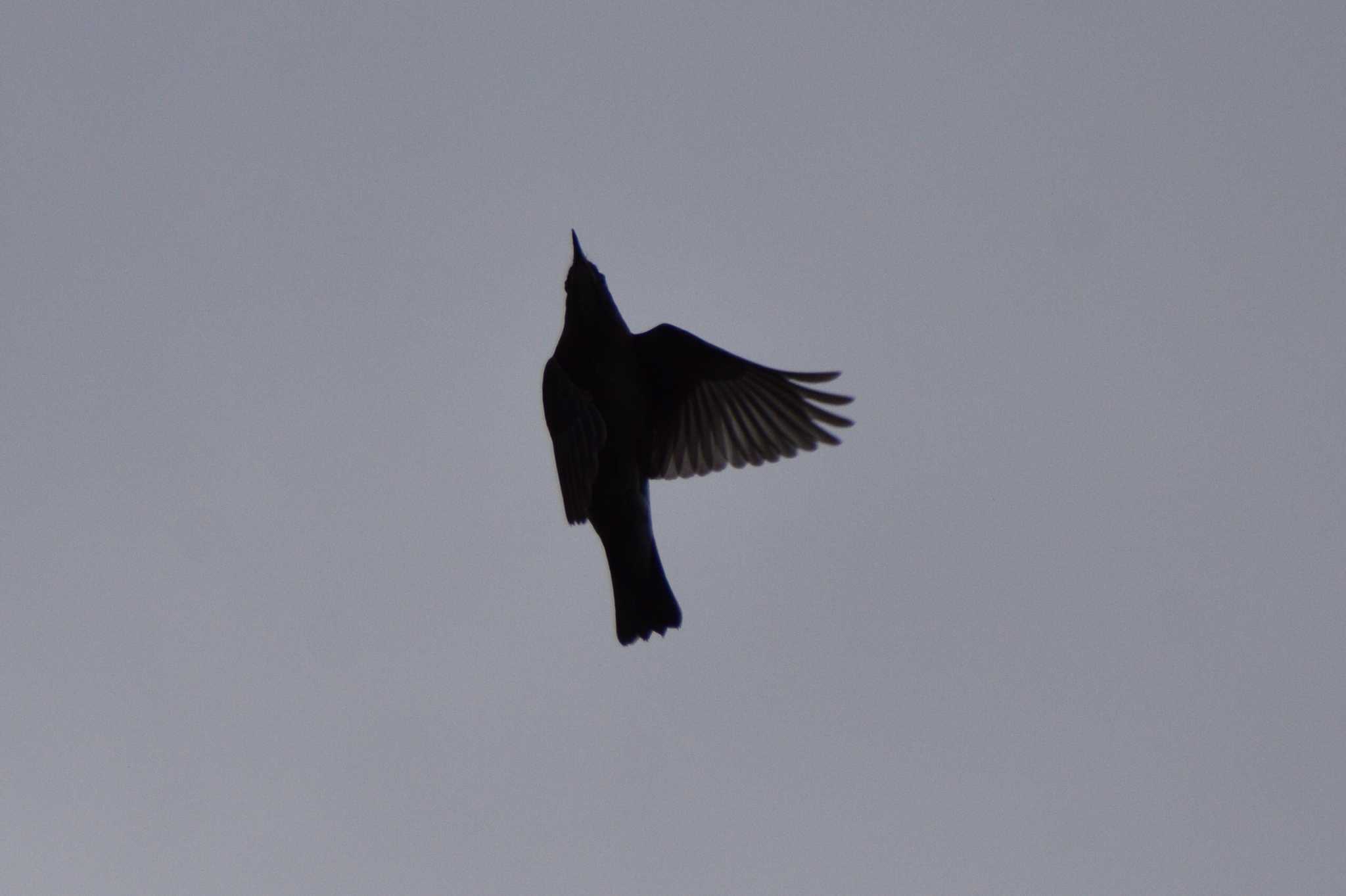 Dusky Thrush