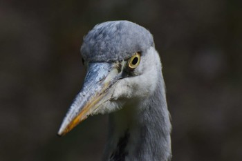 Grey Heron ＭＦ Sat, 11/25/2023