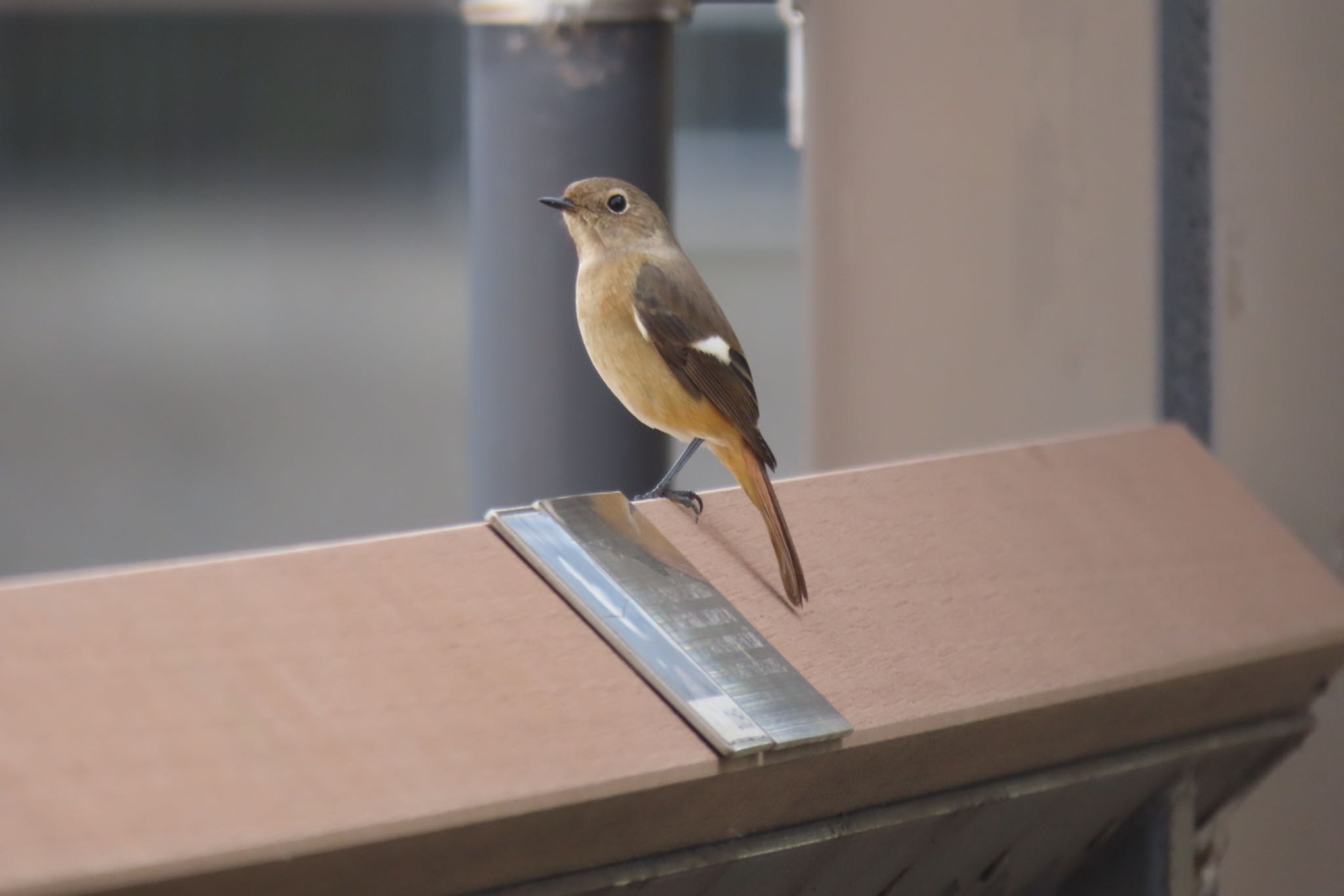 Photo of Daurian Redstart at Yatsu-higata by Sancouchou ☽ ☼ ✩