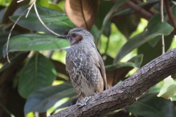 Brown-eared Bulbul Yatsu-higata Sat, 11/25/2023