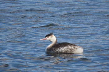 Great Crested Grebe Yatsu-higata Sat, 11/25/2023