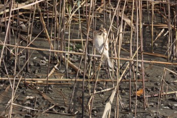 Common Reed Bunting Yatsu-higata Sat, 11/25/2023