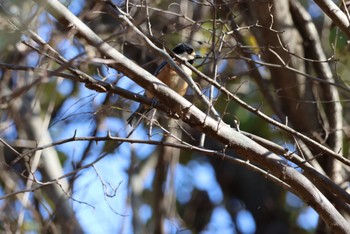 Varied Tit Kitamoto Nature Observation Park Sat, 11/25/2023