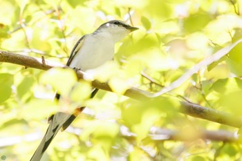 サンショウクイ 早戸川林道 2023年8月12日(土)