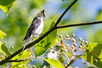 サンショウクイ 早戸川林道 2023年8月12日(土)