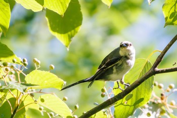 サンショウクイ 早戸川林道 2023年8月12日(土)