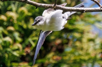 サンショウクイ 早戸川林道 2023年8月12日(土)