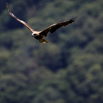 2015年7月20日(月) 琵琶湖の野鳥観察記録