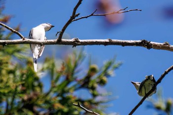 サンショウクイ 早戸川林道 2023年8月12日(土)