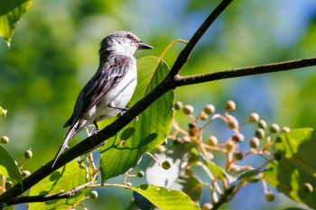 サンショウクイ 早戸川林道 2023年8月12日(土)