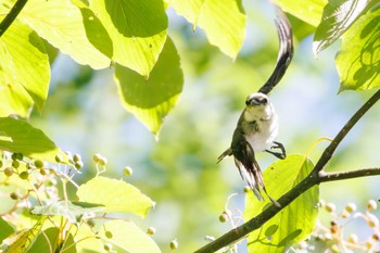 2023年8月12日(土) 早戸川林道の野鳥観察記録